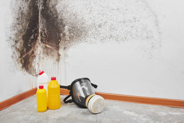 Best Certified Mold Removal  in Danbury, CT