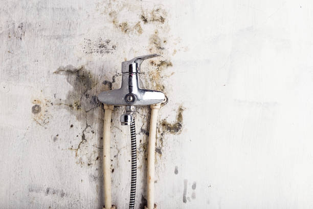 Best Office Mold Removal Services  in Danbury, CT