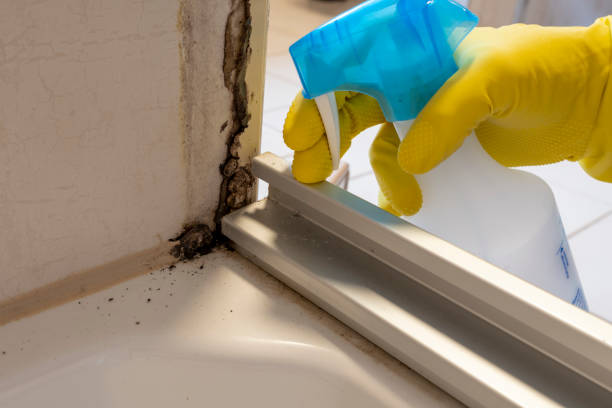 Best Same-Day Mold Removal  in Danbury, CT