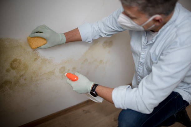 Best Toxic Mold Removal  in Danbury, CT