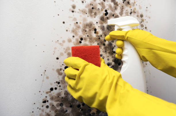 Best Toxic Mold Removal  in Danbury, CT