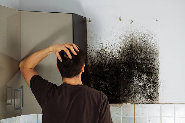 Best Emergency Mold Removal  in Danbury, CT