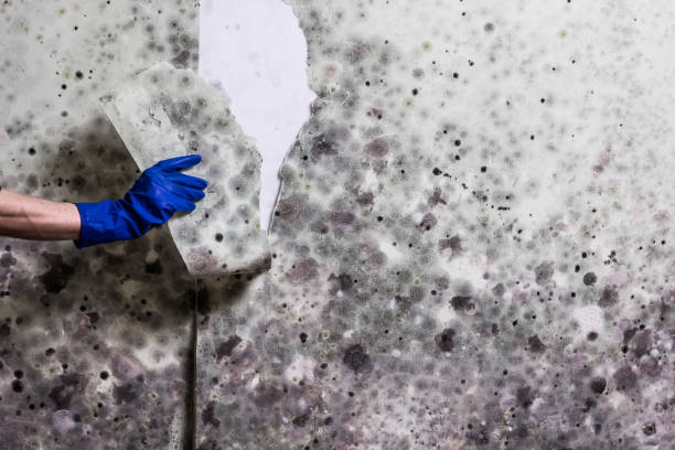 Best Emergency Mold Removal  in Danbury, CT