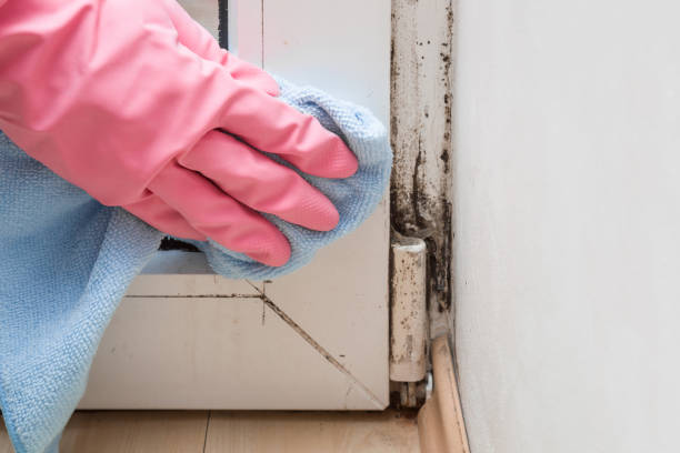 Best Professional Mold Removal  in Danbury, CT