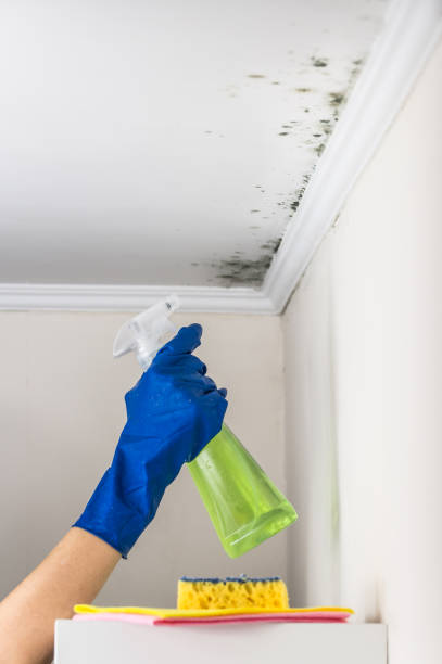 Best Mold Remediation  in Danbury, CT