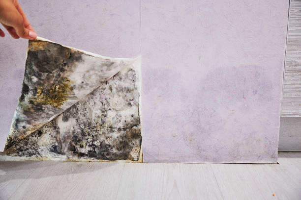 Best Attic Mold Removal  in Danbury, CT